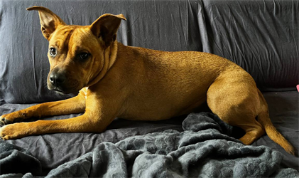 Photo de la chienne Amande